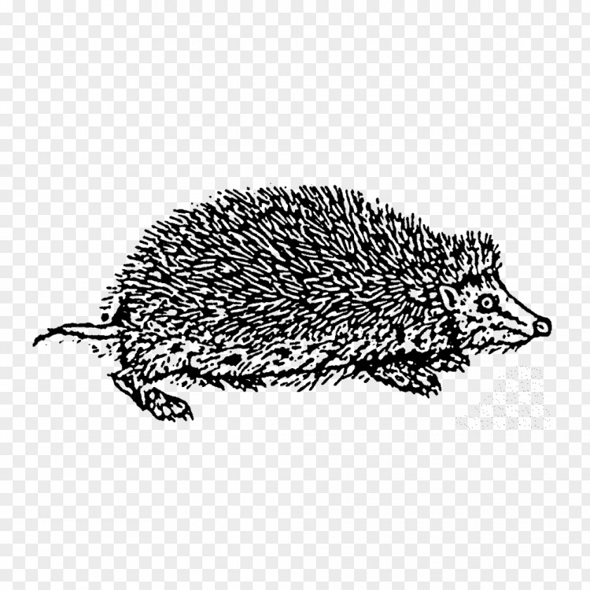 Hedgehog Stamp Domesticated Echidna Drawing Porcupine PNG