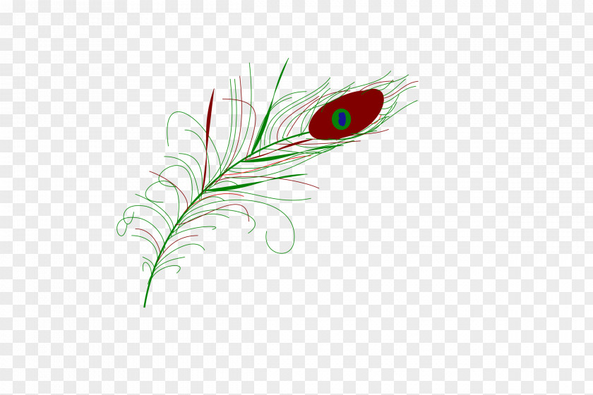 Peacock Feather Quill Corp Leaf PNG