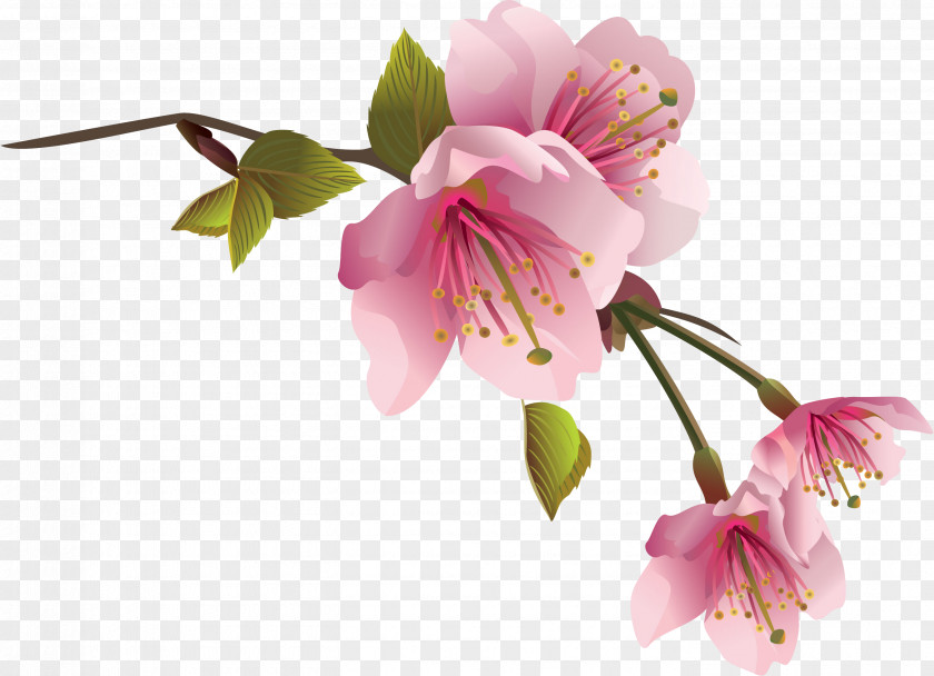 Spring Peach PNG