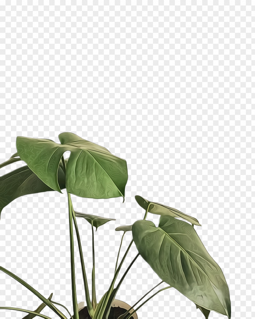 Arum Family Alismatales Green Leaf Background PNG