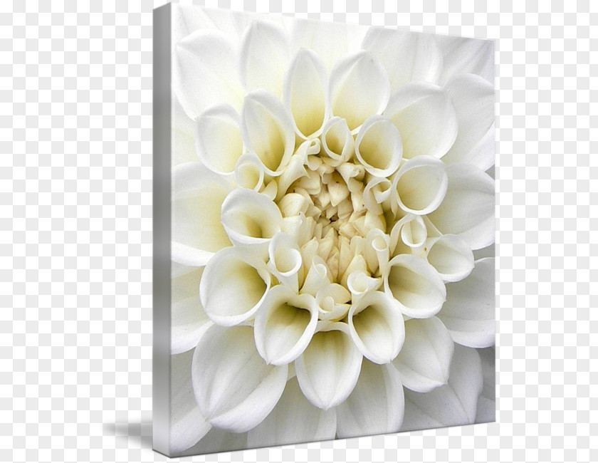 Flower Floral Design Gallery Wrap Art Canvas PNG