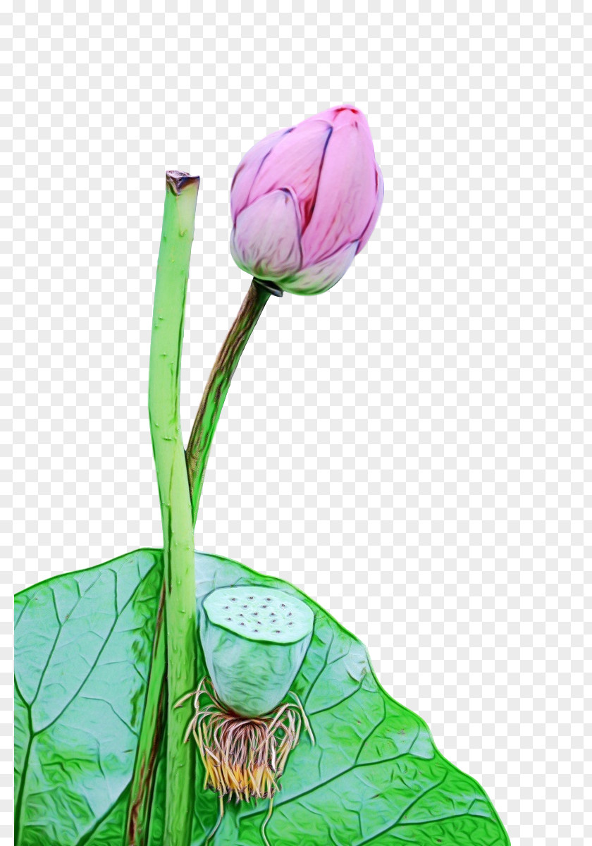 Plant Stem Leaf Still Life Photography Bud PNG