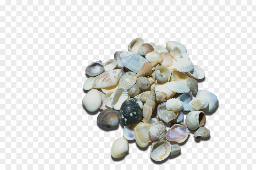 Seashell Cockle Personal Computer Murex Nacre PNG