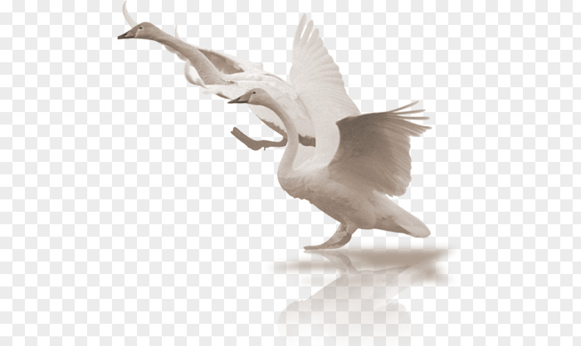 White Swan Cygnini Bird Clip Art PNG