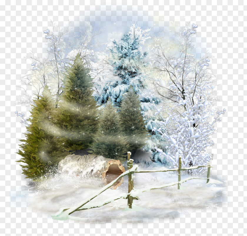 Winter Spruce Desktop Wallpaper Snow Landscape PNG