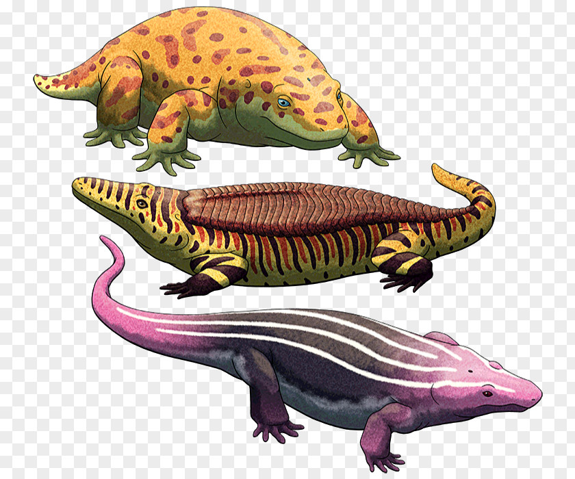 Amphibian Reptile Lepospondyli Dinosaur Temnospondyli Reptiliomorpha PNG