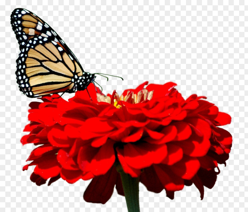 Butterfly Desktop Wallpaper 1080p High-definition Television Video PNG