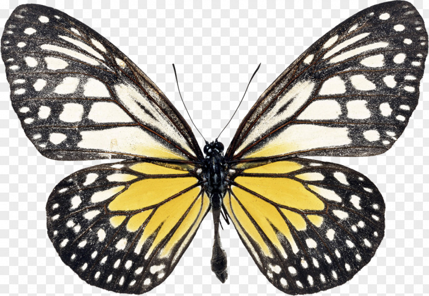 Butterfly Swallowtail Morpho Rhetenor Black PNG