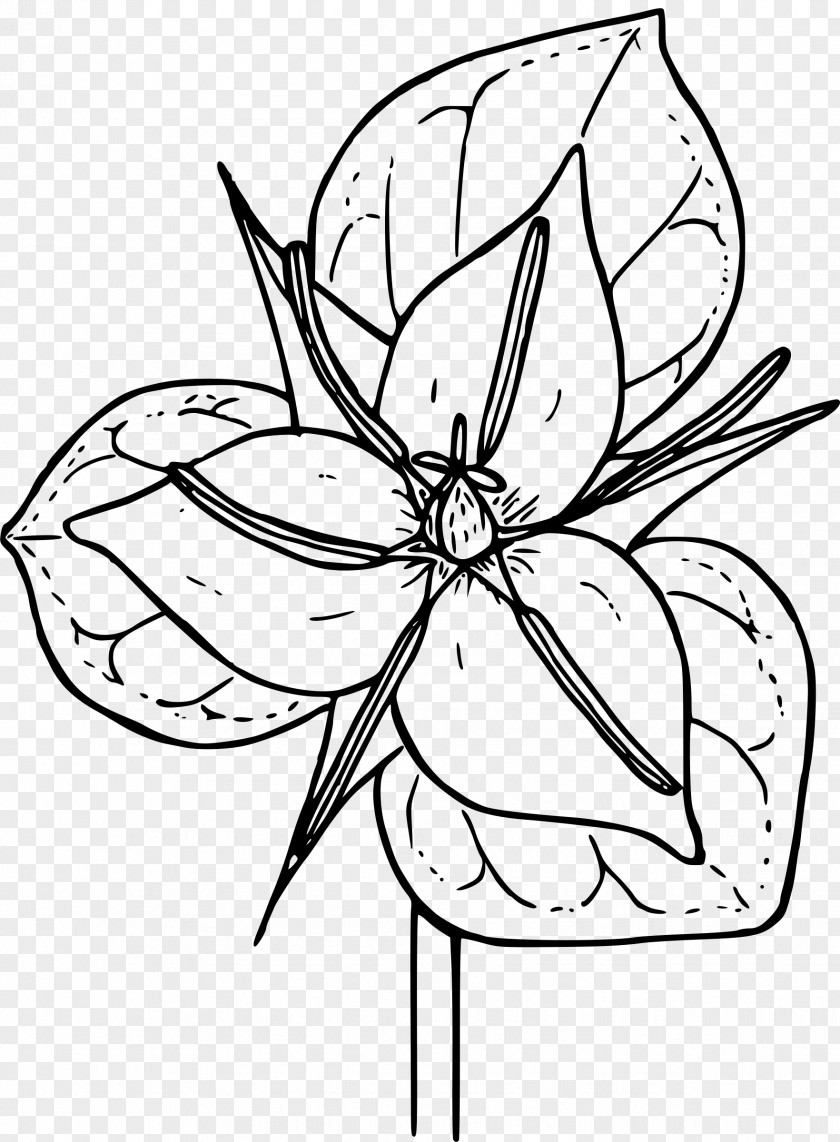 Flower Line Drawing Trillium Grandiflorum Coloring Book Botanical Illustration Erectum PNG