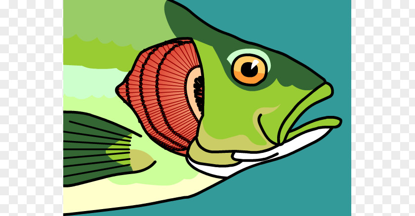 Gill Cliparts Fish Clip Art PNG