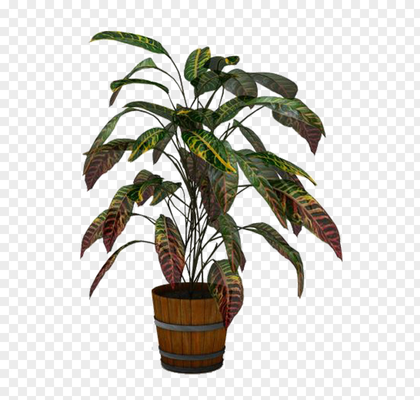 Leaf Arecaceae Flowerpot Houseplant Plant Stem PNG
