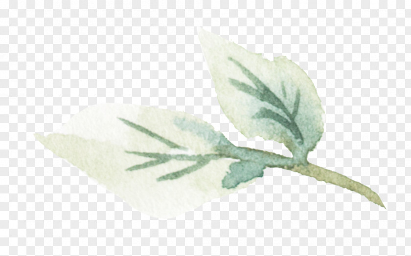 Ophelia Pennant Leaf Plant Stem Plants PNG