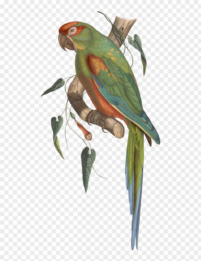 Parrot Budgerigar Red-fronted Macaw Bird PNG