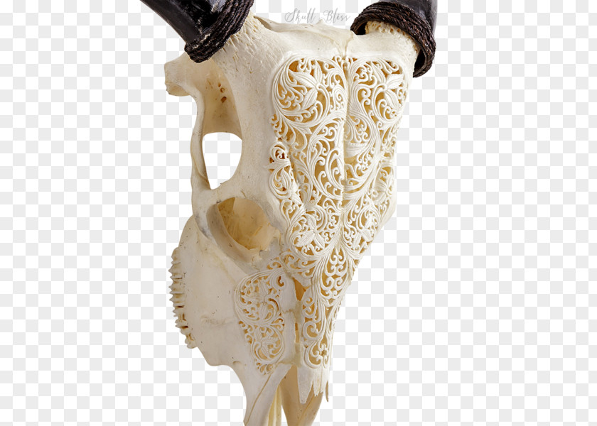 Skull Animal Skulls XL Horns Cattle PNG