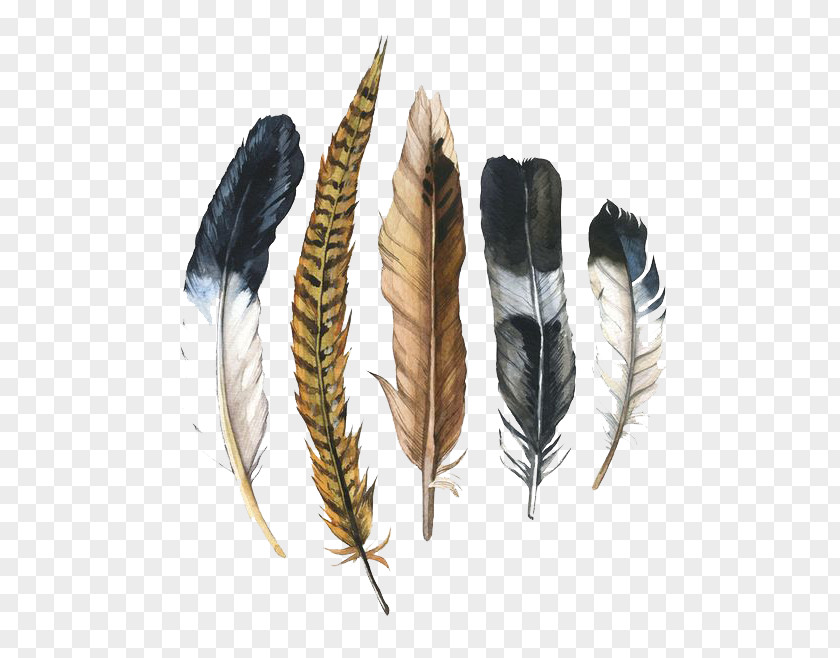 Watercolor Feather Painting Drawing Illustration PNG