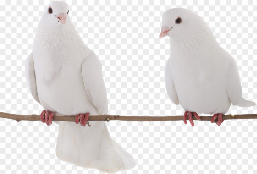 Bird Columbidae Rock Dove Release Feather PNG