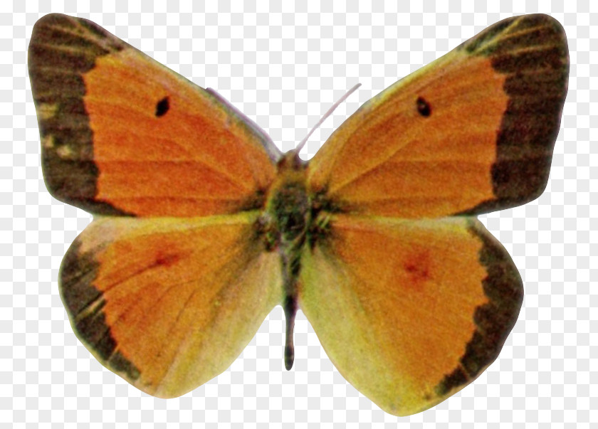 Butterfly Clouded Yellows Gossamer-winged Butterflies Brush-footed Moth Pieridae PNG
