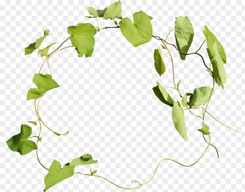 Leaf Presentation Clip Art PNG