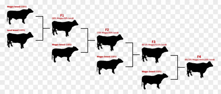 Meat Angus Cattle Brahman Calf Hereford Ox PNG