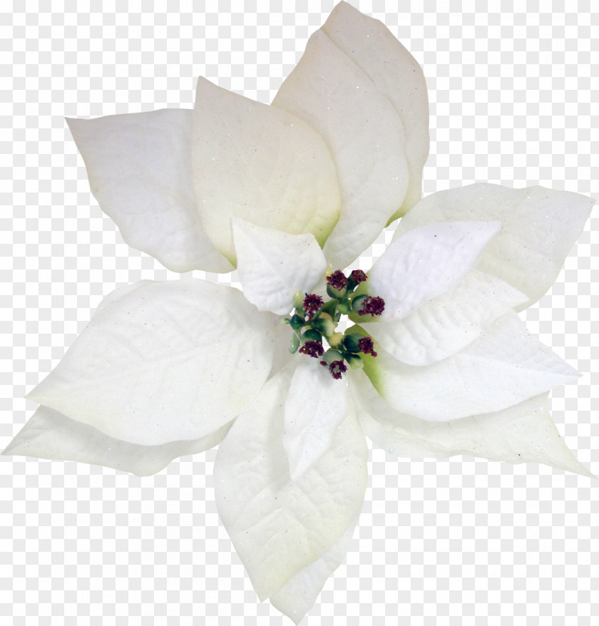 White Rose Cut Flowers Arabian Jasmine PNG