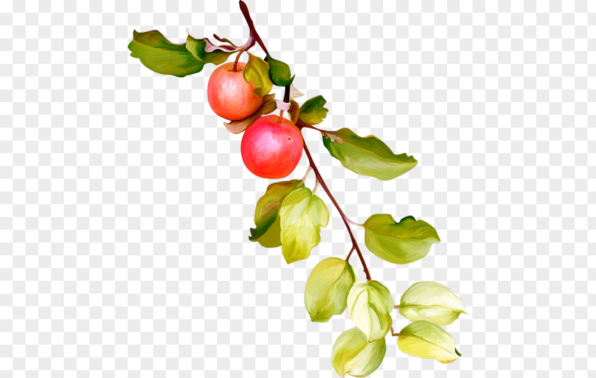 Barbados Cherry Lingonberry Superfood Gooseberry PNG