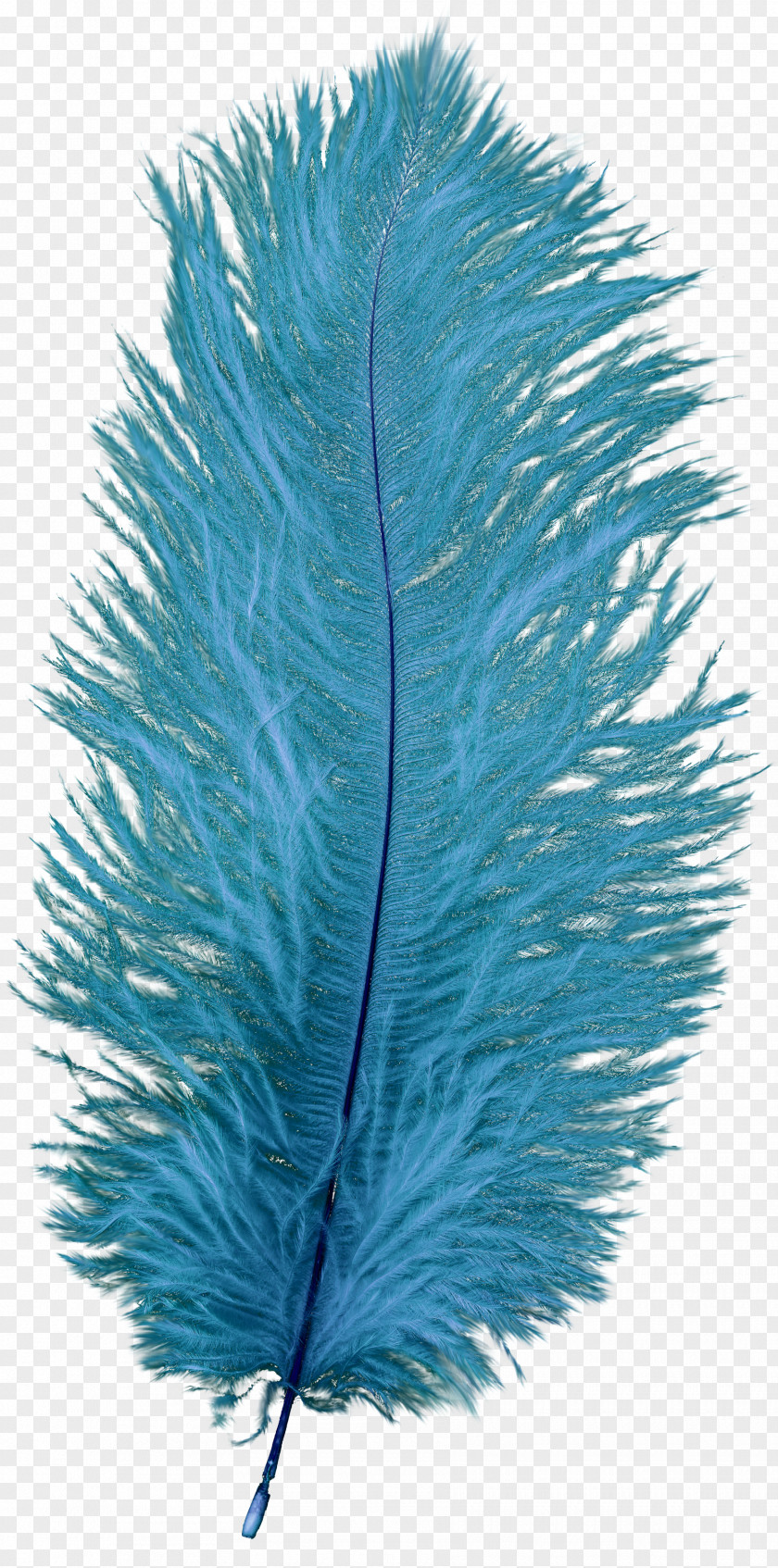 Blue Feather Image Bleu-violet PNG