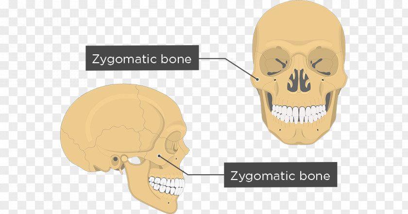 Face Anatomy Zygomatic Bone Maxilla Human Body PNG