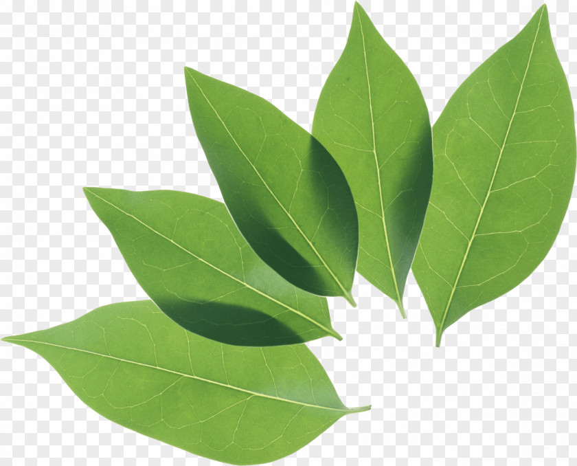Green Leaf Clip Art PNG