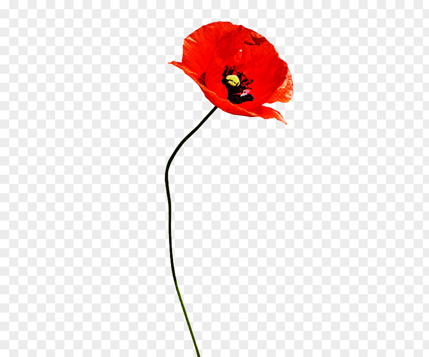 Petal Plant Stem Red Coquelicot Flower Poppy Corn PNG