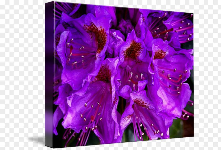 Rhododendron Imagekind Art Poster Canvas Wall PNG
