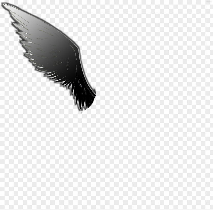 Eagle Eyelash PNG