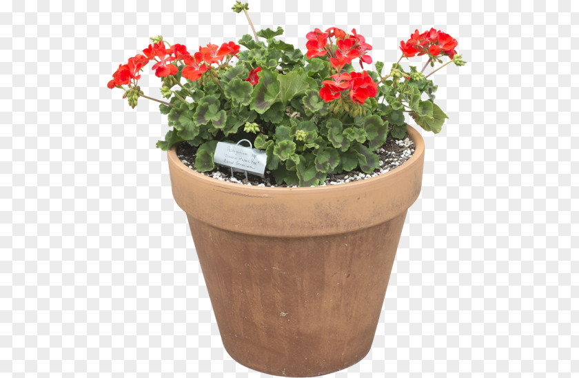 Flower Pot Cut Flowers Flowerpot Plant Herb PNG