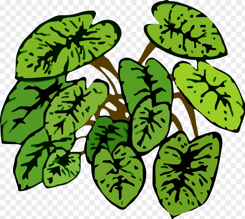 Leaf Vegetable Tree Plant Stem PNG