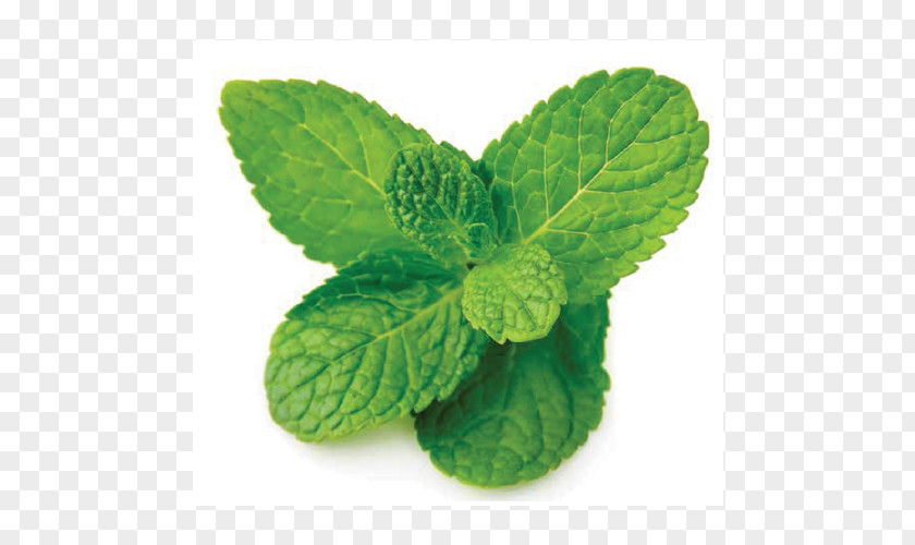 мята Peppermint Mentha Spicata Menthol Herb Vas-y Guitare PNG