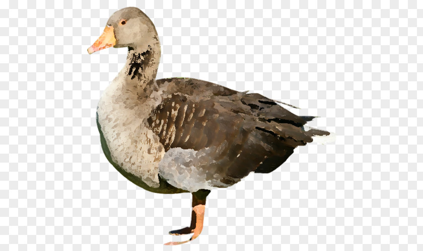 Duck Mallard Goose American Pekin PNG