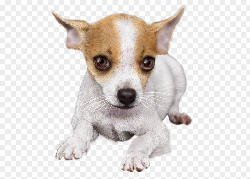 Puppy Chihuahua Toy Fox Terrier Tenterfield Miniature PNG