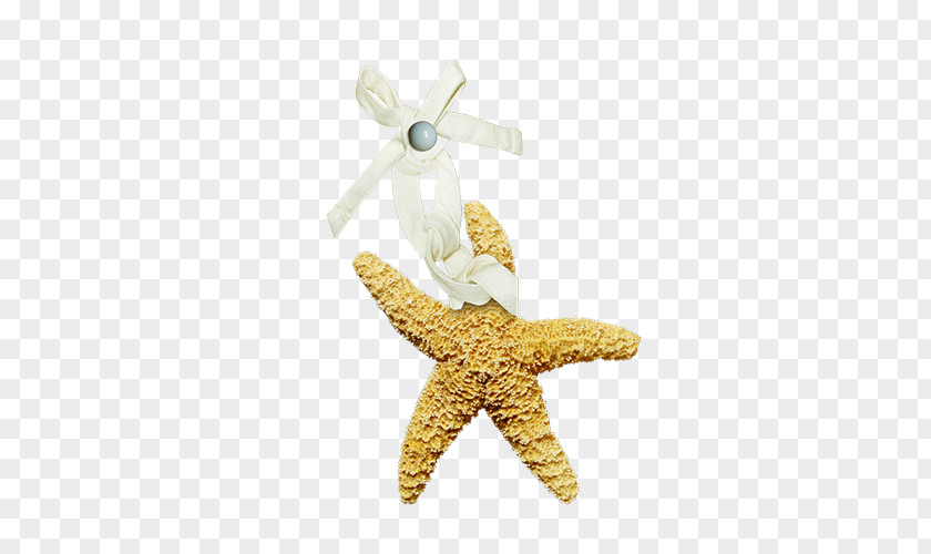 Starfish Sea Clip Art PNG