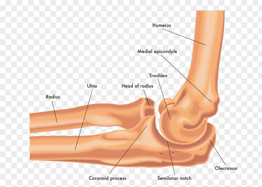 Elbow Ulna Joint Radius Bone PNG
