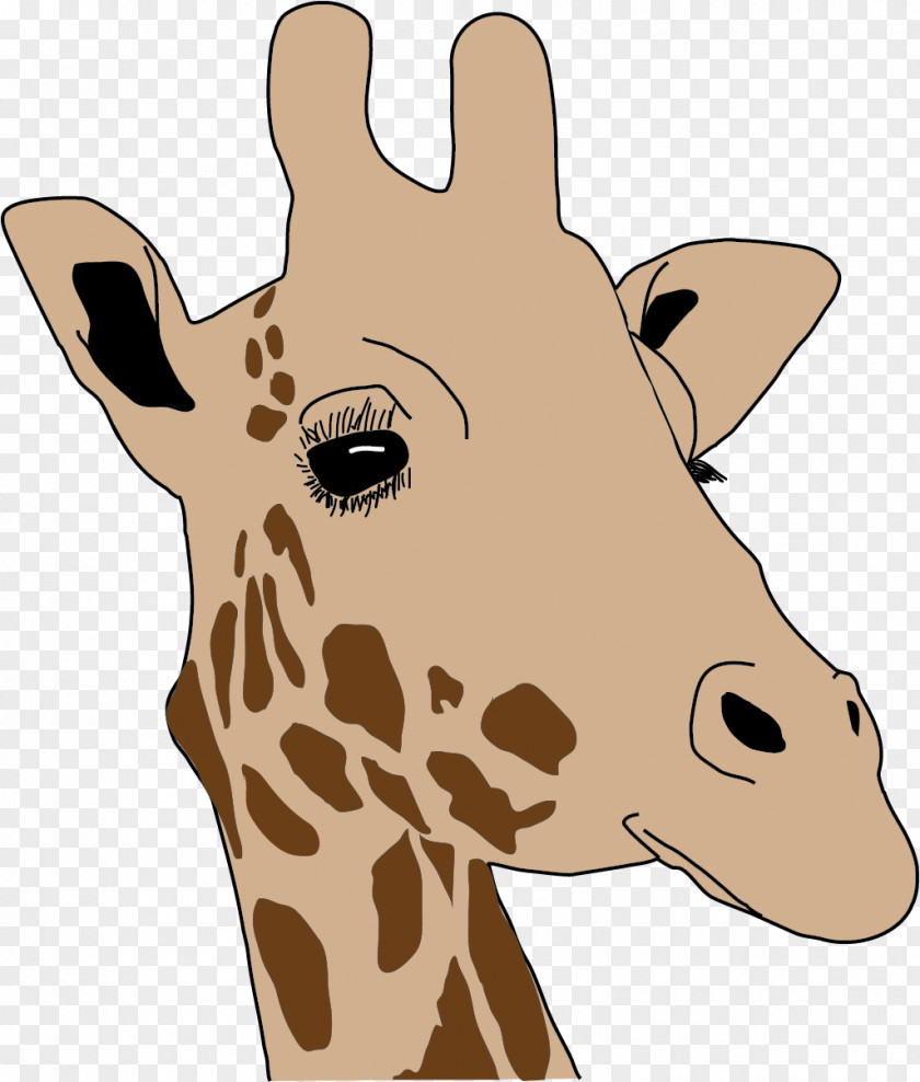 Giraffe Head Neck Snout Wildlife Clip Art PNG