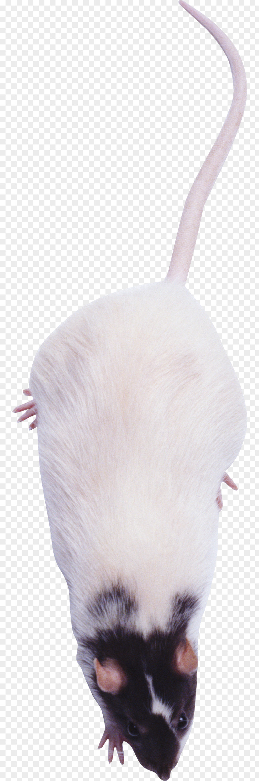 Mouse, Rat Image Laboratory Murids Mouse PNG