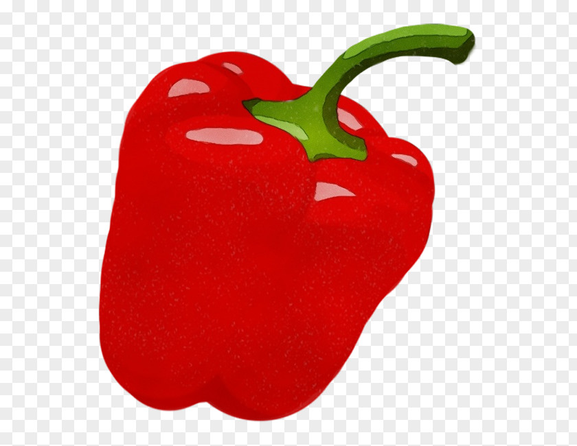 Plant Paprika Bell Pepper Pimiento Capsicum Peppers And Chili Red PNG