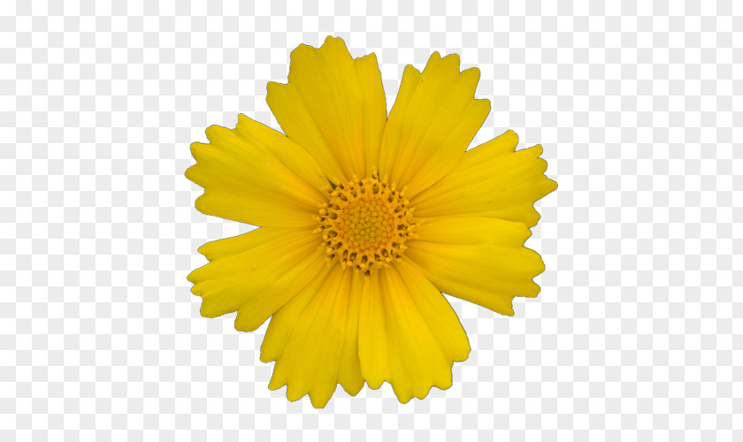 Yellow Flowers Transvaal Daisy Gerber Format Clip Art PNG