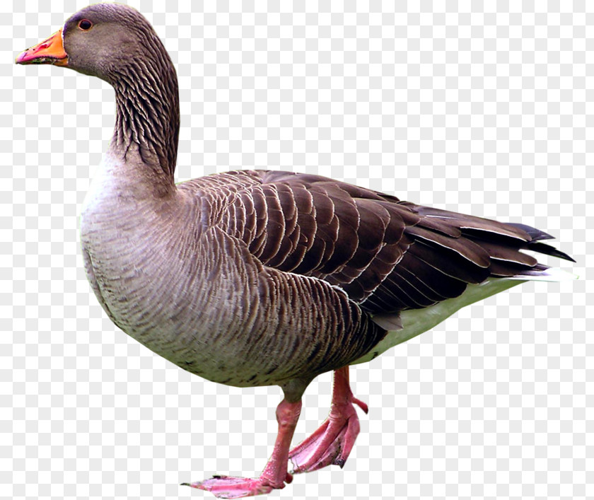 Black Duck Goose Bird Paper Anser PNG