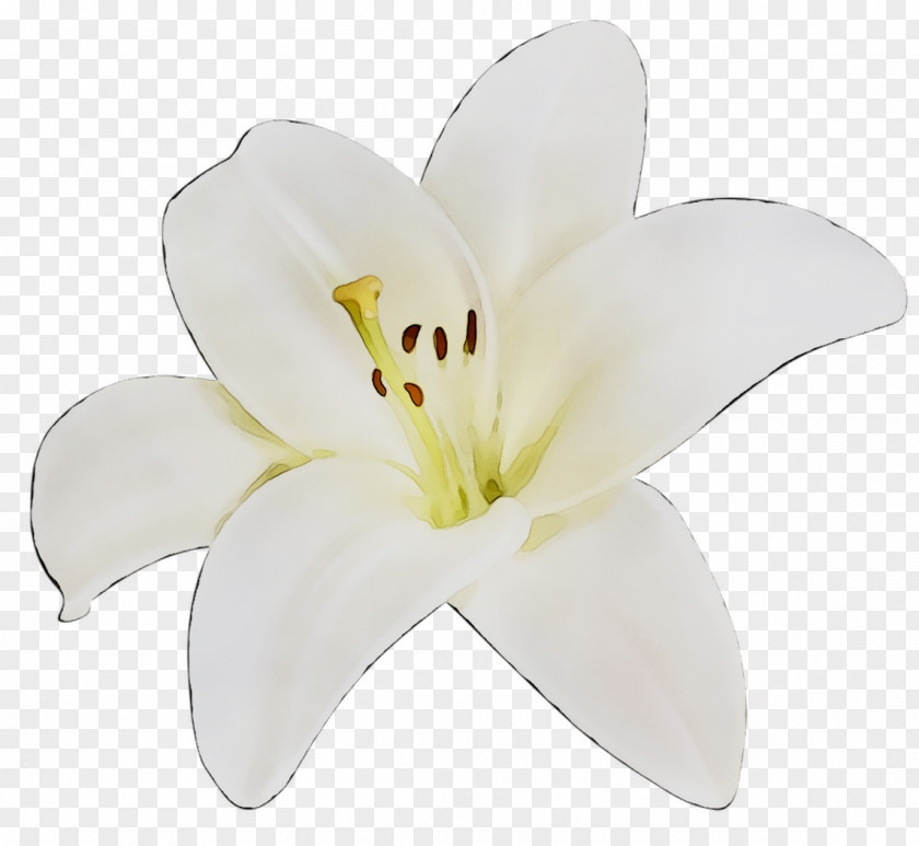 Cut Flowers Lily M PNG