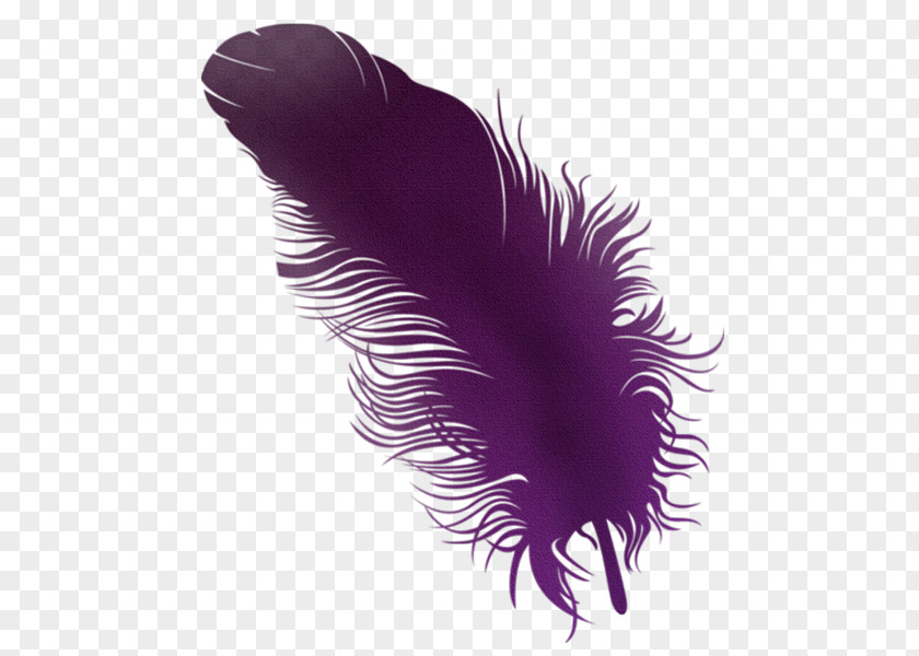 Feather Paper Color PNG