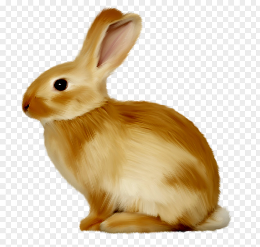 Rabbit Domestic European Easter Bunny Clip Art PNG