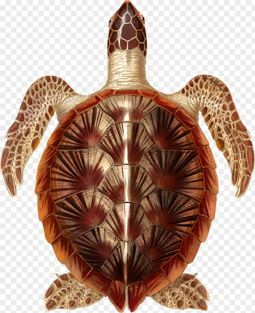 Silhouette Turtle Sea Box Turtles Tortoise Clip Art PNG
