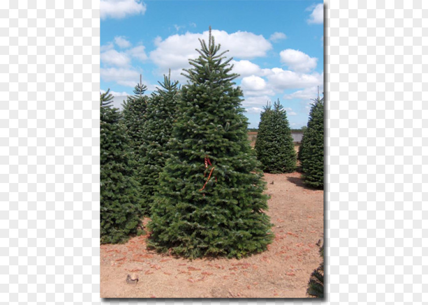 Tree Pine Fraser Fir Blue Spruce Evergreen Nordmann PNG