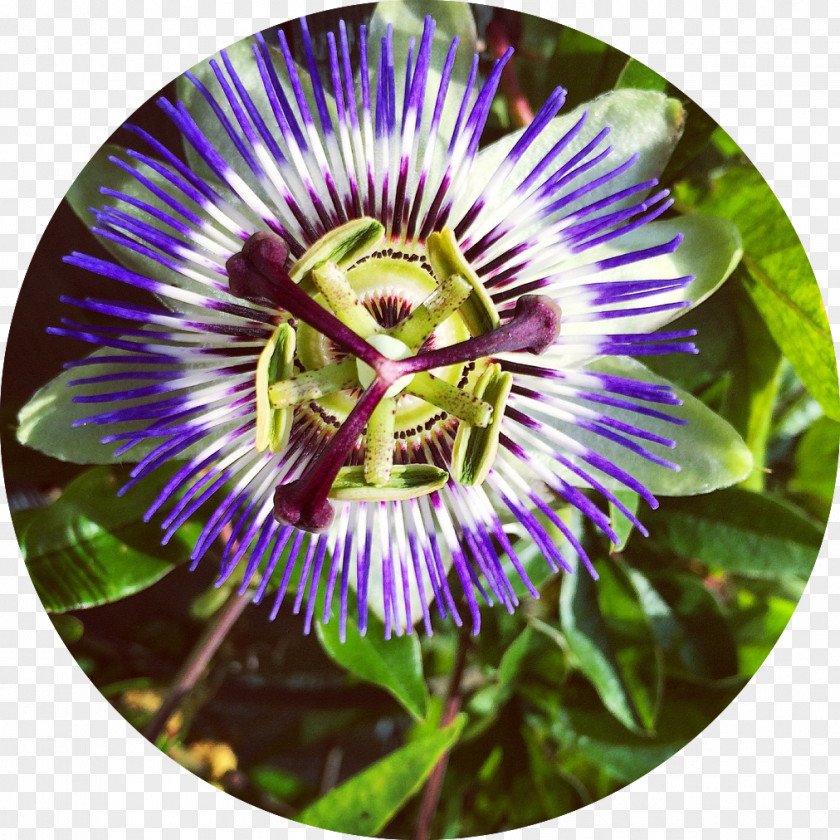 Compendium Of Materia Medica Purple Passionflower Evolutionary Herbalism Medicine Health PNG