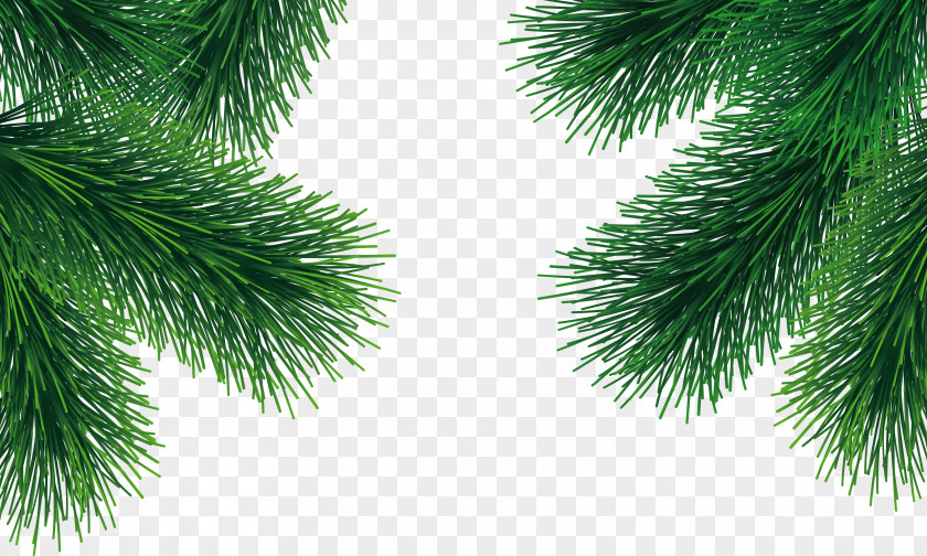 Fir-tree Image Tree Arecaceae Branch PNG